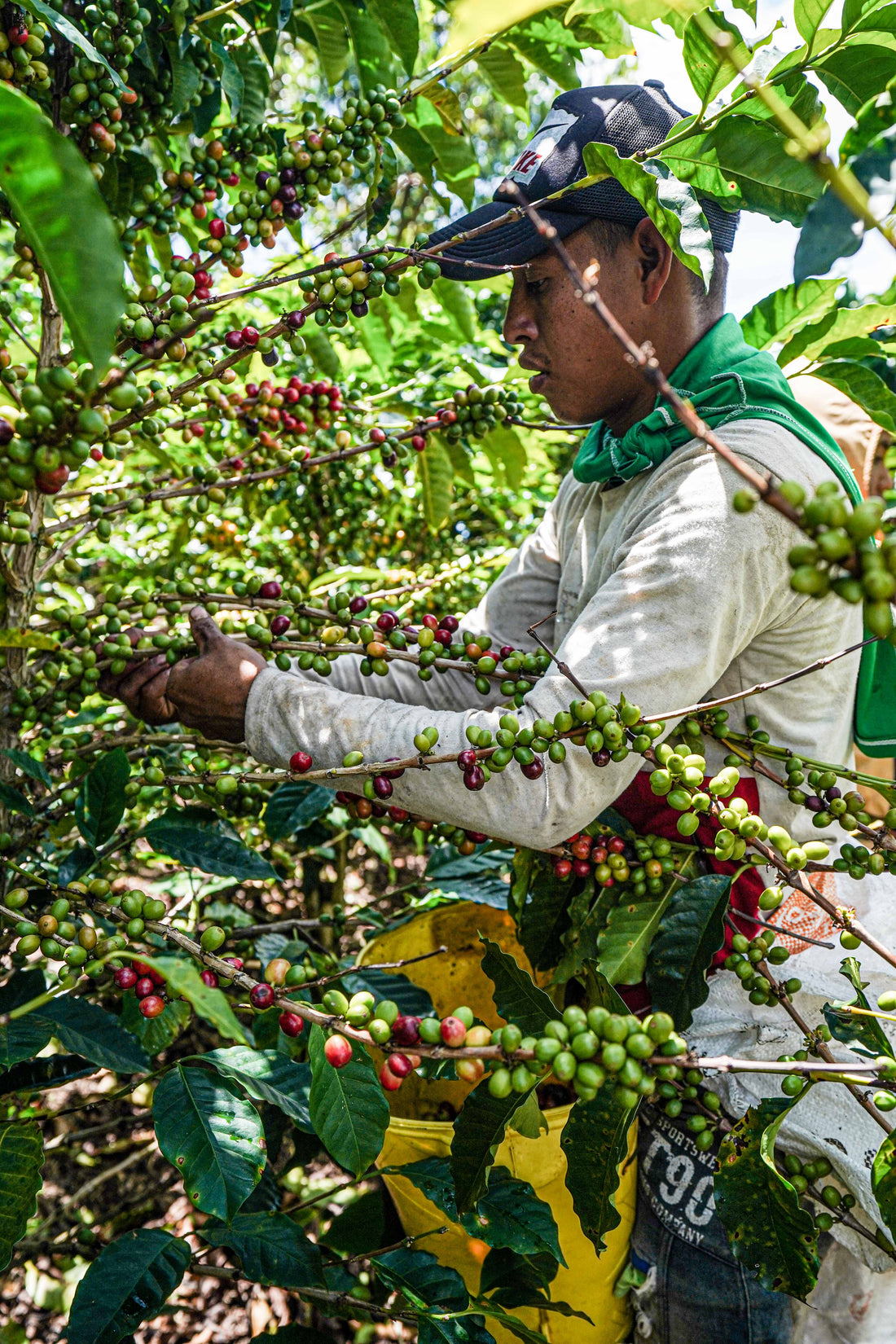 picking coffee cherries