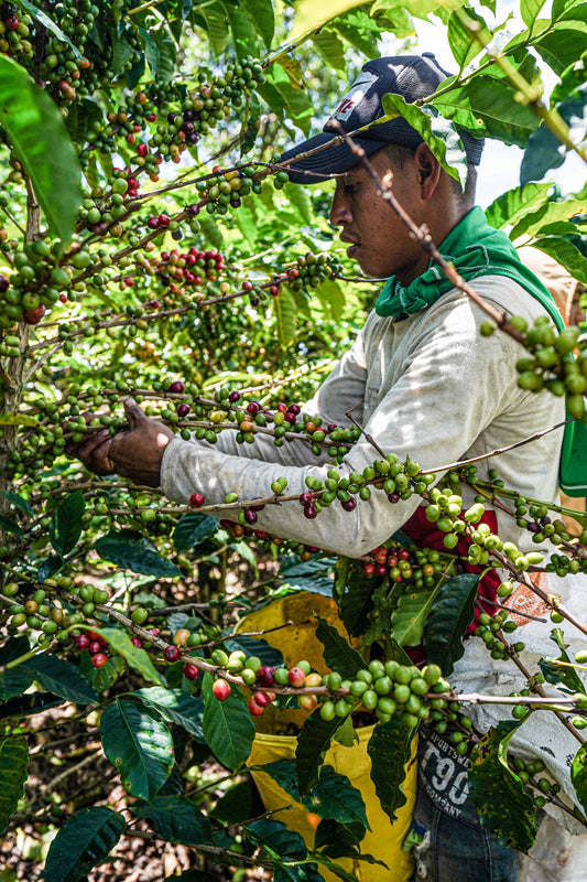 picking coffee cherries